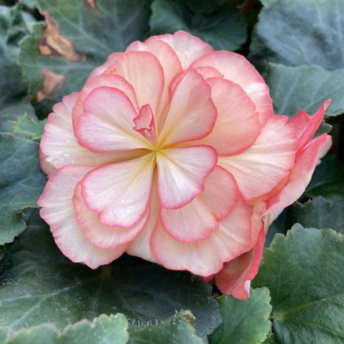 Begonia Tubereux Cameleon Cream Rose