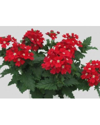 Verveine Bleus Red
