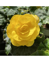 Begonia Tubereux Swing Yellow