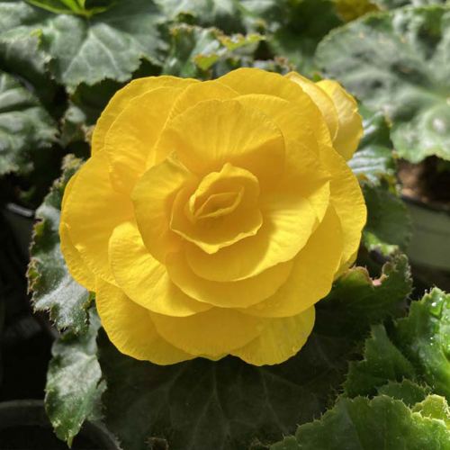 Begonia Tubereux Swing Yellow