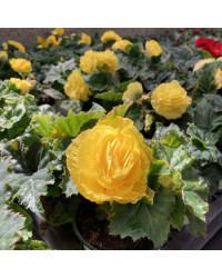 Begonia Tubereux Swing Yellow