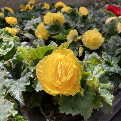 Begonia Tubereux Swing Yellow