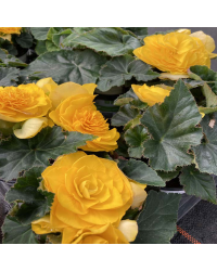 Begonia Tubereux Swing Yellow