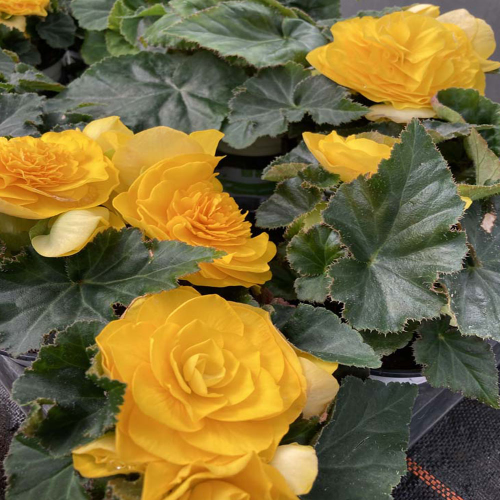 Begonia Tubereux Swing Yellow