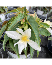 Begonia Summerwings White