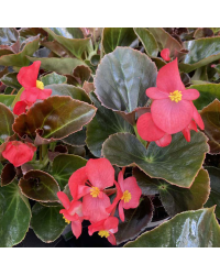 Begonia Big Red Bronze Leaf