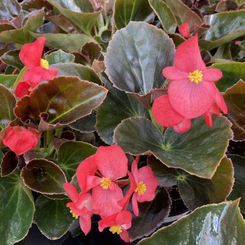 Begonia Big Red Bronze Leaf