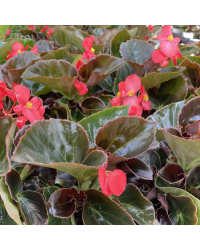 Begonia Big Red Bronze Leaf