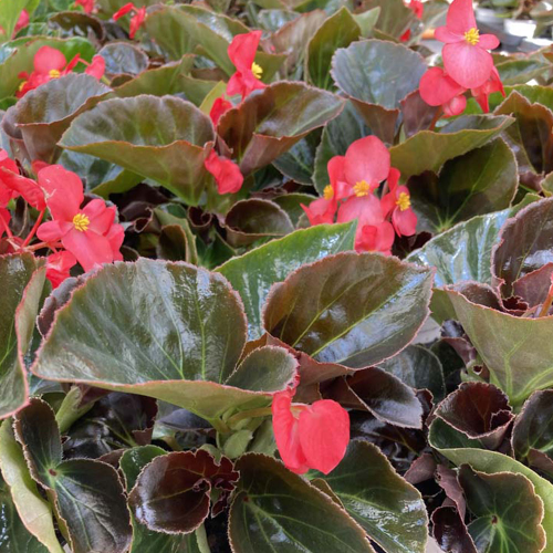 Begonia Big Red Bronze Leaf