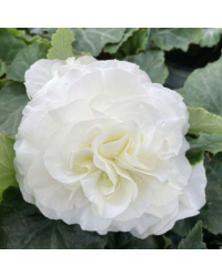 Begonia Tubereux Nonstop White