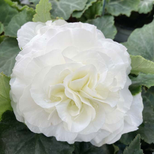 Begonia Tubereux Nonstop White