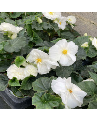 Begonia Tubereux Nonstop White