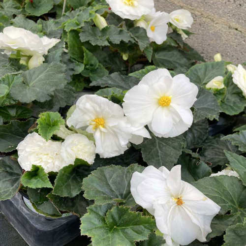 Begonia Tubereux Nonstop White