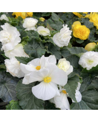Begonia Tubereux Nonstop White