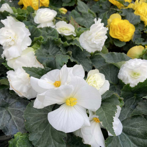 Begonia Tubereux Nonstop White