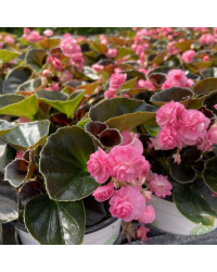 Begonia Doublet Pink Bronze Leaf