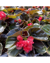 Begonia Doublet Pink Bronze Leaf