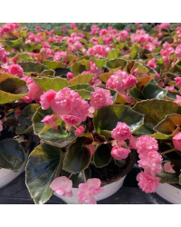 Begonia Doublet Pink Bronze Leaf