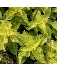 Coleus River Walk
