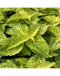 Coleus River Walk