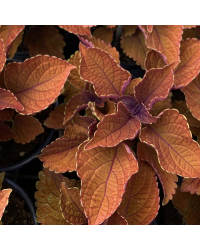 Coleus Wall Street