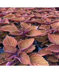 Coleus Wall Street