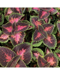 Coleus Fifth Avenue