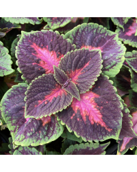 Coleus Fifth Avenue