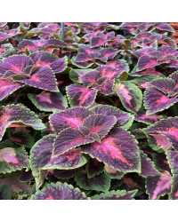 Coleus Fifth Avenue
