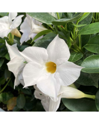 Dipladénia Sanderi Mandevilla blanc