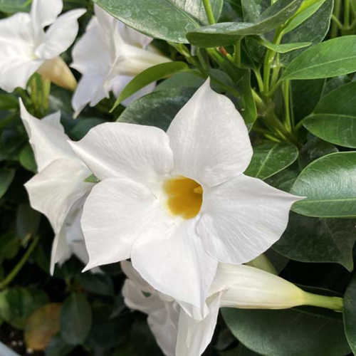 Dipladénia Sanderi Mandevilla blanc