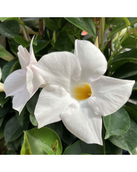 Dipladénia Sanderi Mandevilla blanc