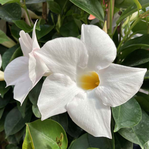 Dipladénia Sanderi Mandevilla blanc