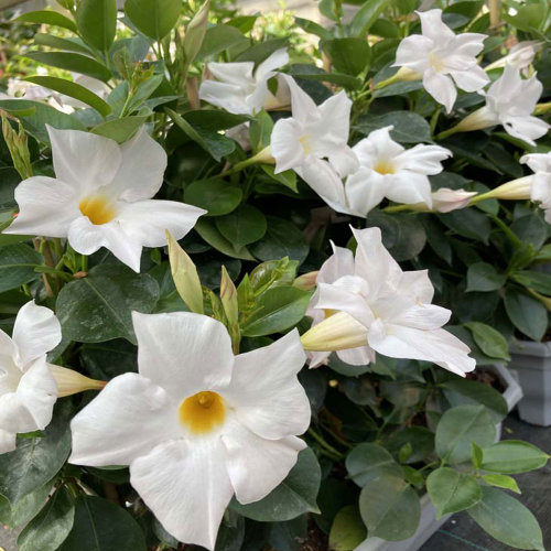 Dipladénia Sanderi Mandevilla blanc