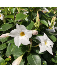 Dipladénia Sanderi Mandevilla blanc