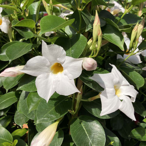 Dipladénia Sanderi Mandevilla blanc