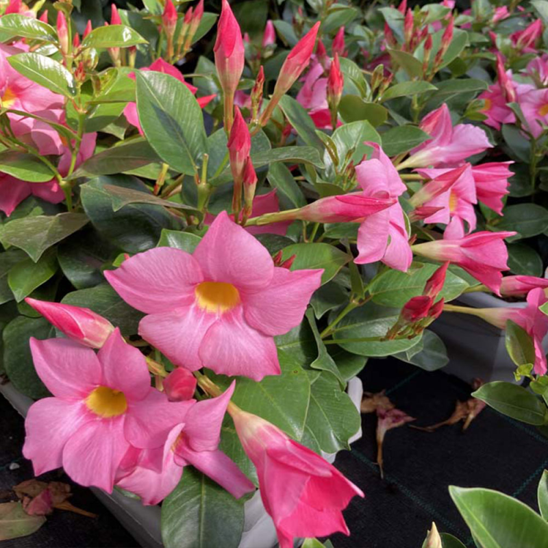 Acheter Dipladenia Sundaville Classic Rose
