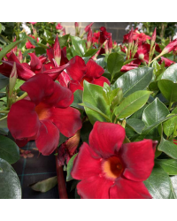 Dipladénia Sanderi Mandevilla rouge