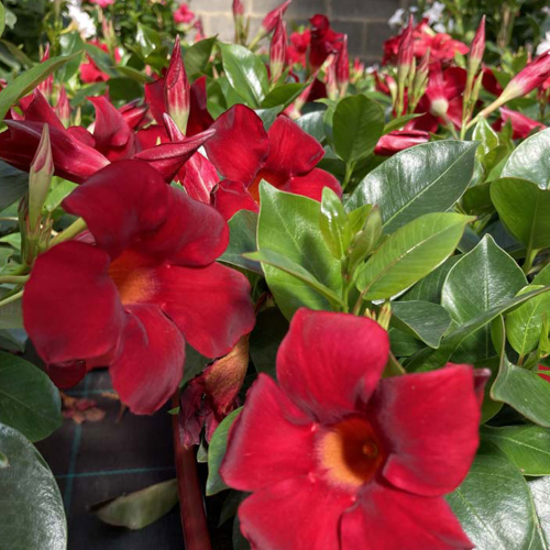 Dipladénia Sanderi Mandevilla rouge