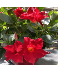 Dipladénia Sanderi Mandevilla rouge