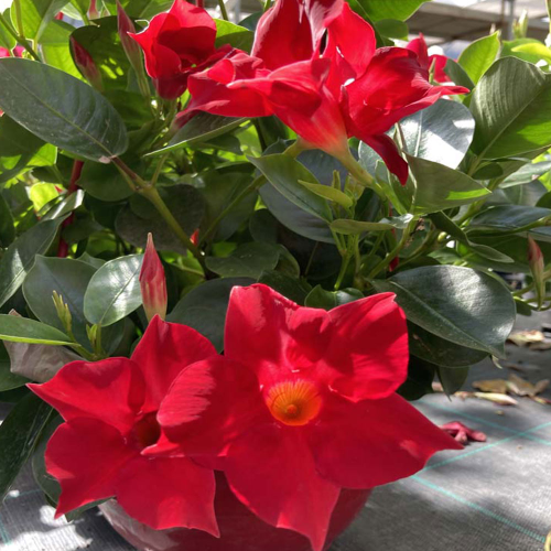 Dipladénia Sanderi Mandevilla rouge