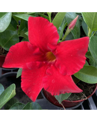 Dipladénia Sanderi Mandevilla rouge