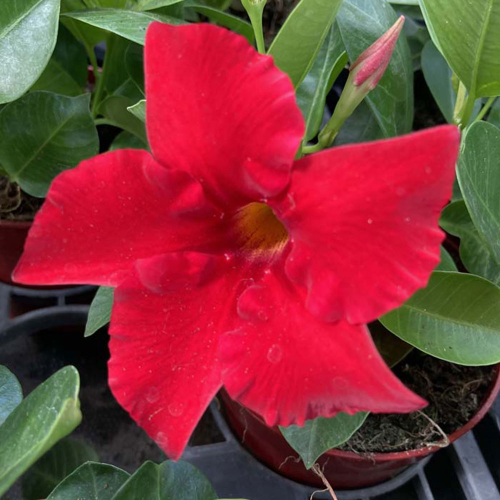 Dipladénia Sanderi Mandevilla rouge