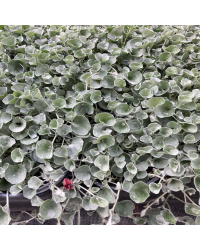 Dichondra Silverfalls
