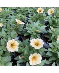 Petunia Petchoa Beautical French Vanilla