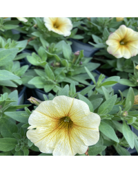 Petunia Petchoa Beautical French Vanilla