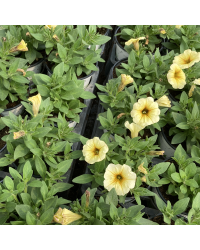 Petunia Petchoa Beautical French Vanilla