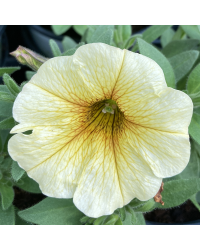 Petunia Petchoa Beautical French Vanilla