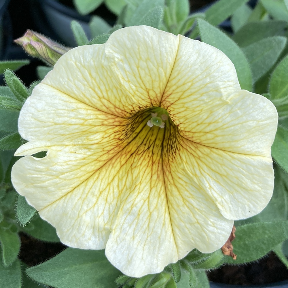 Petunia Petchoa Beautical French Vanilla