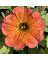 Petunia Petchoa Beautical Cinnamon